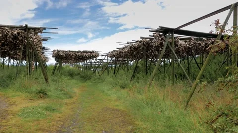 Racks full of dried cod and dead fish heads Stock Footage 67432777