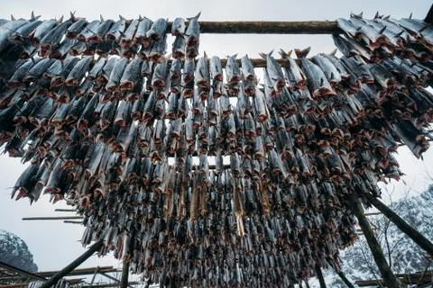 Racks full of dried codfish, Lofoten, Norway. Stock Photos