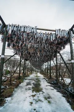Racks full of dried codfish, Lofoten, Norway. Stock Photos