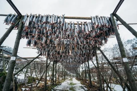 Racks full of dried codfish, Lofoten, Norway. Stock Photos