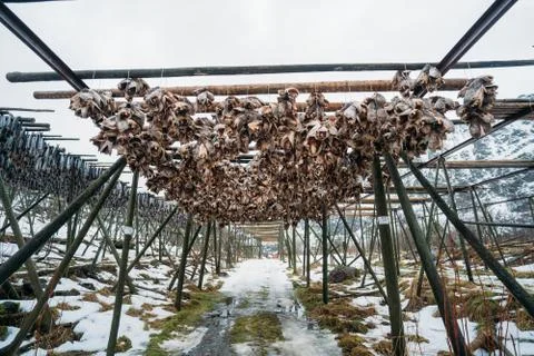 Racks full of dried head of codfish, Lofoten, Norway. Foto stock