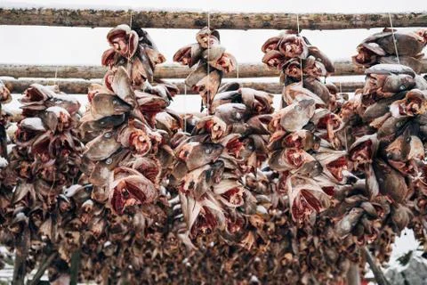 Racks full of dried head of codfish, Lofoten, Norway. Stock Photos