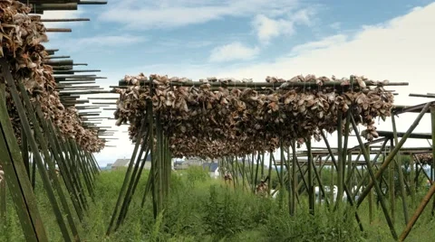 Racks full of fish heads Stock Footage 67435800