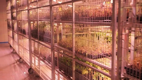 Racks with many plants in boxes in the greenhouse. Nursery. Stock-Footage 268720122