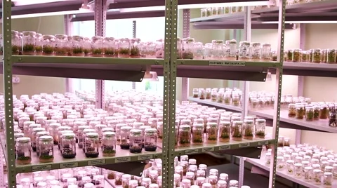 Racks with plants in the botanical laboratory Video stock 46515160