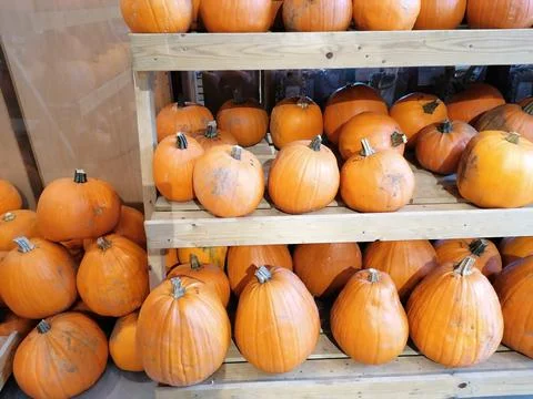 Racks of pumpkins Stock Photos