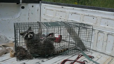 Racoon in the back of a truck.  Stock Footage 99521821