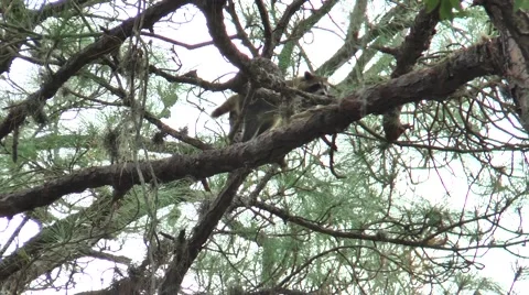 Racoon climbing through trees during the daytime, in the woods  of Florida Stock Footage 56217663