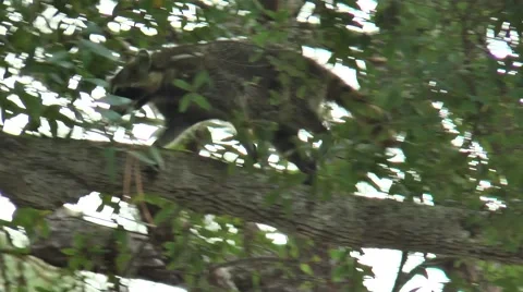 Racoon climbing through trees during the daytime, in the woods  of Florida Stock Footage 56217665