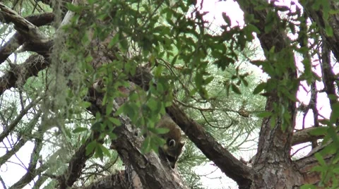 Racoon climbing through trees during the daytime, in the woods  of Florida Stock Footage 56217666