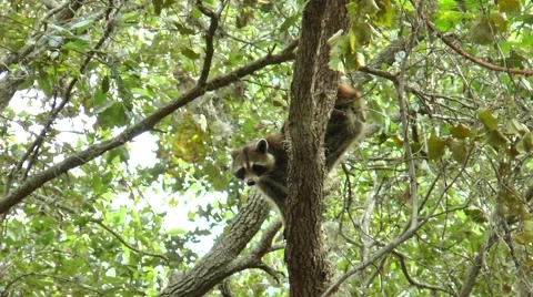 Racoon climbing through trees during the daytime, in the woods  of Florida Stock Footage 56217916