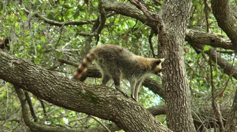 Racoon climbing through trees during the daytime, in the woods  of Florida Video stock 56218003