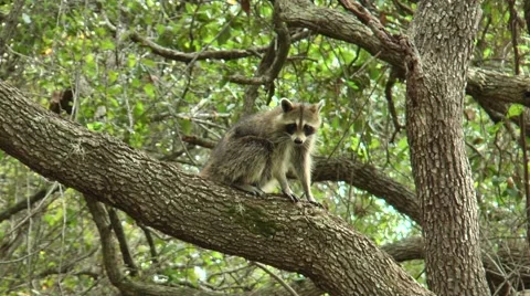 Racoon climbing through trees during the daytime, in the woods  of Florida Video stock 56218015