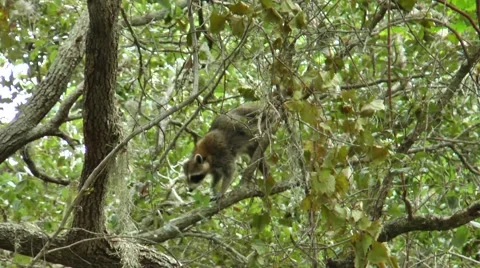 Racoon climbing through trees during the daytime, in the woods  of Florida Stock Footage 56218117