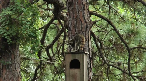 Racoon climbing through trees during the daytime, in the woods  of Florida Stock Footage 56218237