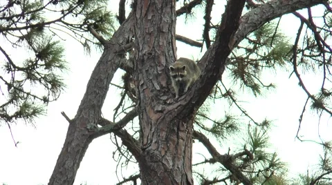 Racoon climbing through trees during the daytime, in the woods  of Florida Video stock 56218344