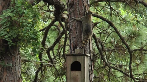 Racoon climbing through trees during the daytime, in the woods  of Florida Stock Footage 56218354