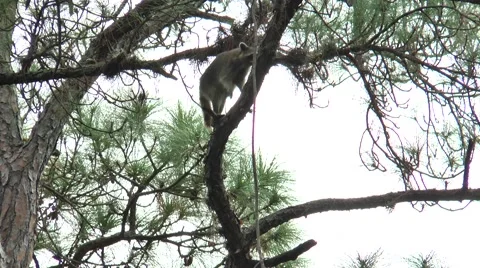 Racoon climbing through trees during the daytime, in the woods  of Florida Stock Footage 56218386