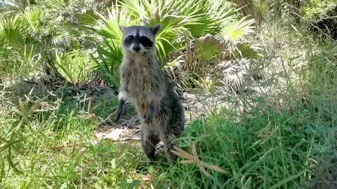 Racoon Common Roccoon snuffling search for food tropical jungle Mexico. Stock Footage 277957103