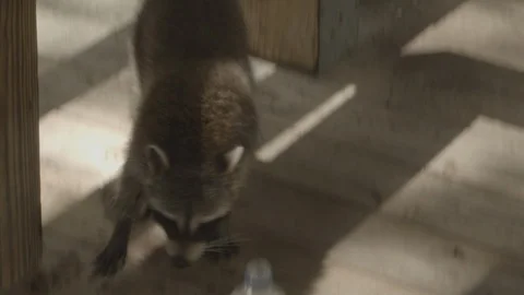 Racoon Doesn't Know How Water Bottle Works Stock Footage 108474848