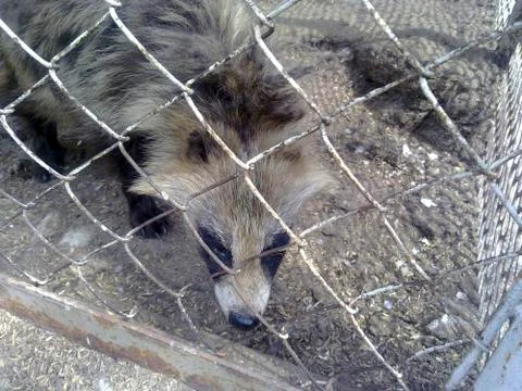 Racoon dogs in captivity Stock Photos
