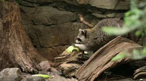 Racoon eating lettuce Видео 68420331