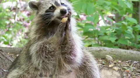Racoon eating nuts Stock Footage 454186