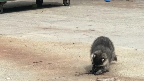 Racoon eating on the street Stock Footage 161077862