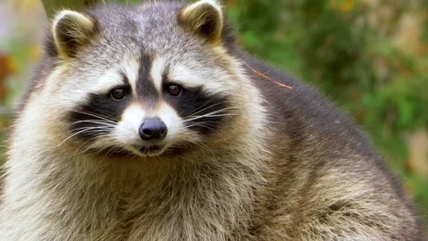 Racoon Face, Slow Motion Close Up, Mammal Wildlife Fur, Striped Coat Stock Footage 84724064