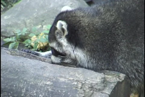 Racoon Stock Footage 298233
