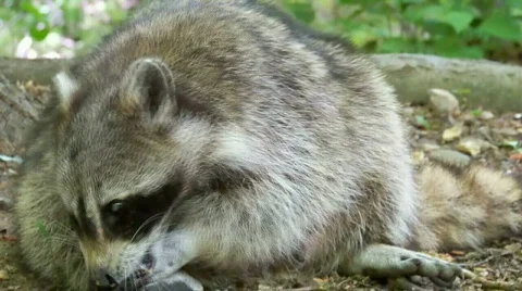 Racoon Stock Footage 445375