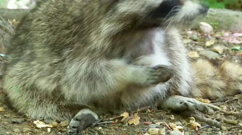 Racoon Stock Footage 454617