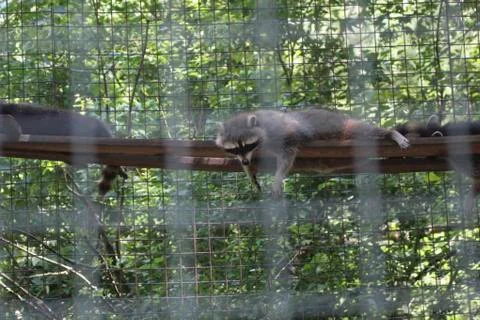 A racoon is hanging on a trunk Stock Photos