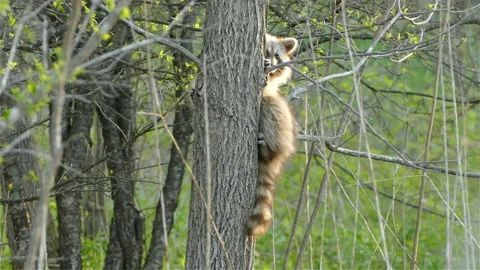 Racoon holding onto a tree while looking toward the camera. Stock Footage 160449422