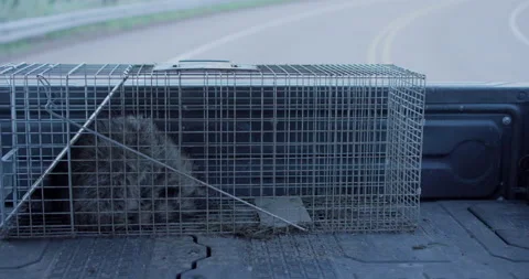 Racoon in Live Trap Being Drivin in Truck Stock Footage 212865184