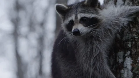 Racoon looking off from his tree Stock Footage 103179026