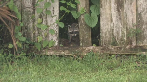 Racoon looking through broken fence clip 2 Видео 459945