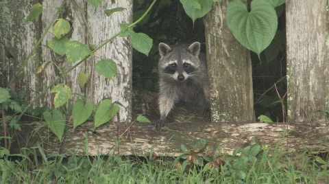 Racoon looking through broken fence clip 1 Видео 459965