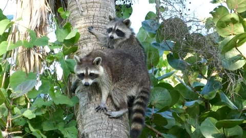 Racoon pair hanging on side of tropical palm tree and looking around Stock Footage 329199369