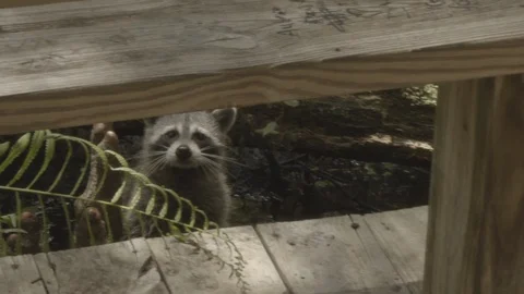 Racoon Peeks Stock Footage 108475183