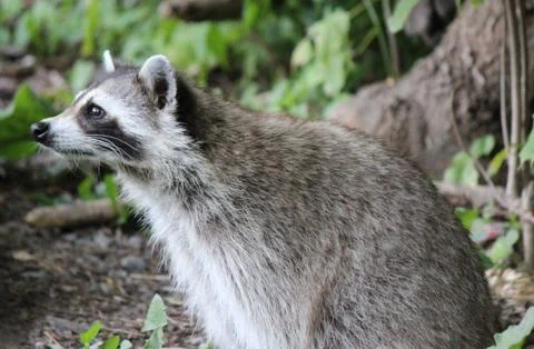 Racoon Stock Photos