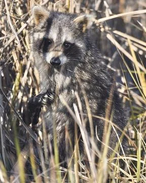 Racoon Stock Photos