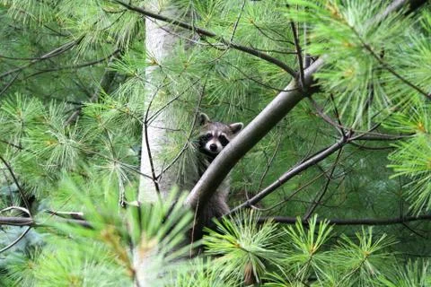 Racoon  in a pine tree Stock Photos