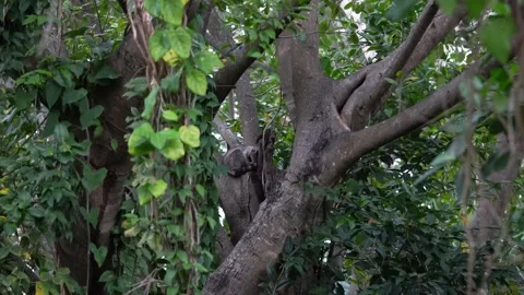 Racoon sleeping in a tree 스톡 동영상 183556925