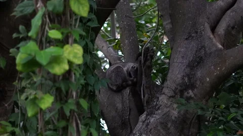 Racoon sleeping in a tree Vidéo 183556926