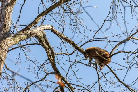 Racoon sleeping in a tree Stock Photos