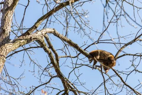 Racoon taking a nap in a tree Stock Photos