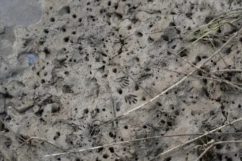 Racoon Tracks in the Mud Foto stock