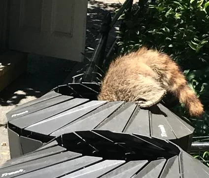 Racoon in trashcan Stock Photos
