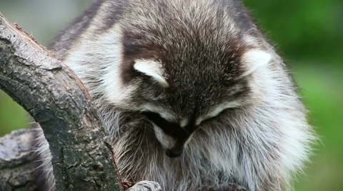 Racoon on tree close up Stock Footage 41137752